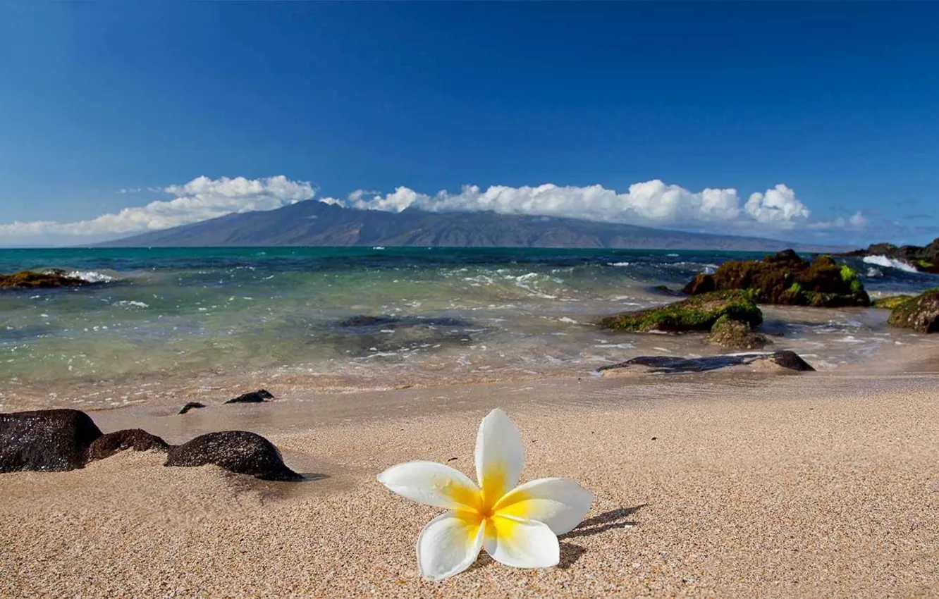 Photo wallpaper sand, flower, stones, the ocean, shore, Hawaii, Hawaii