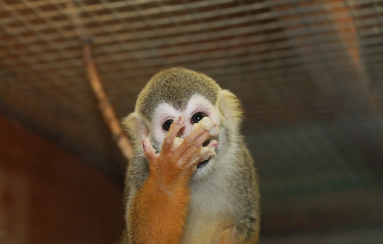Photo wallpaper zoo, the primacy of, Loki, squirrel monkeys, Pygmy marmoset, marmosets