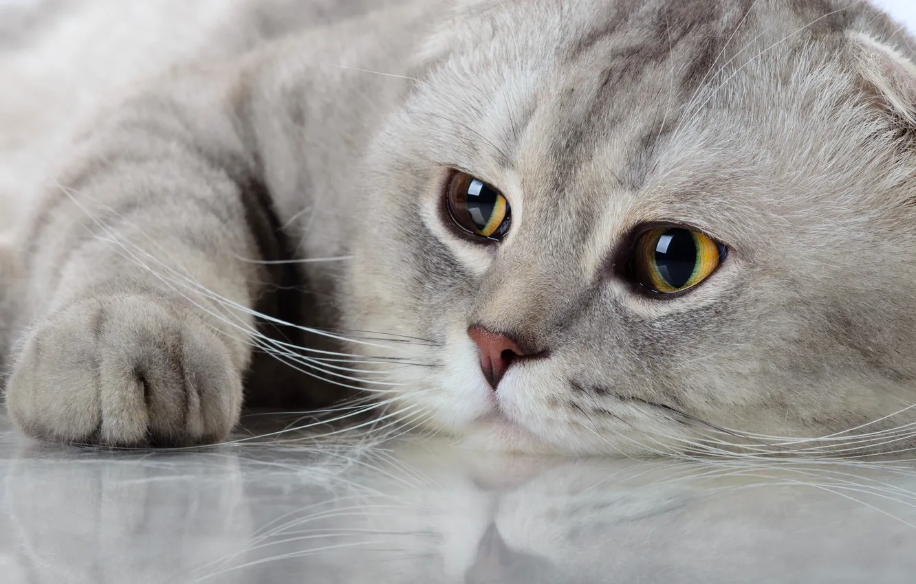 Photo wallpaper cat, cat, look, reflection, muzzle