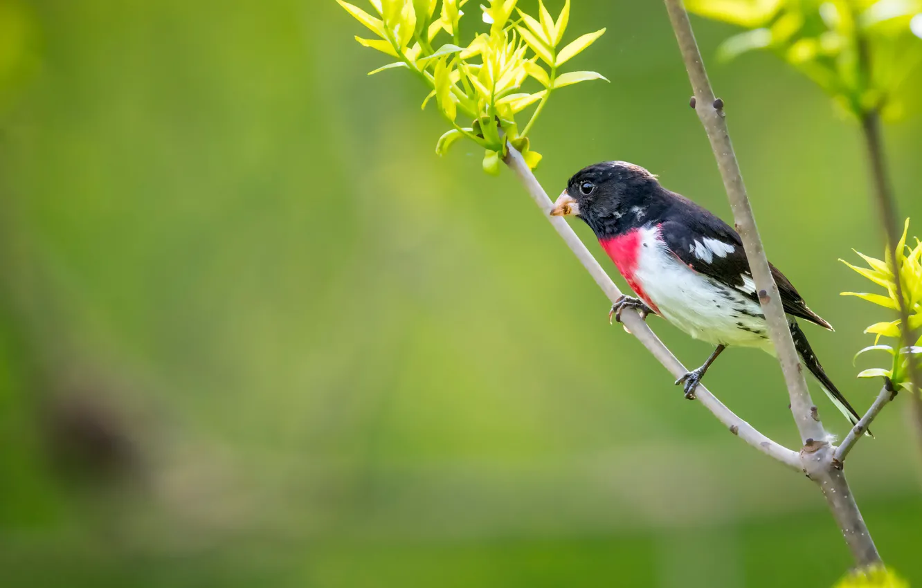 Photo wallpaper branches, background, bird, The red-breasted cardinal Dubonosov