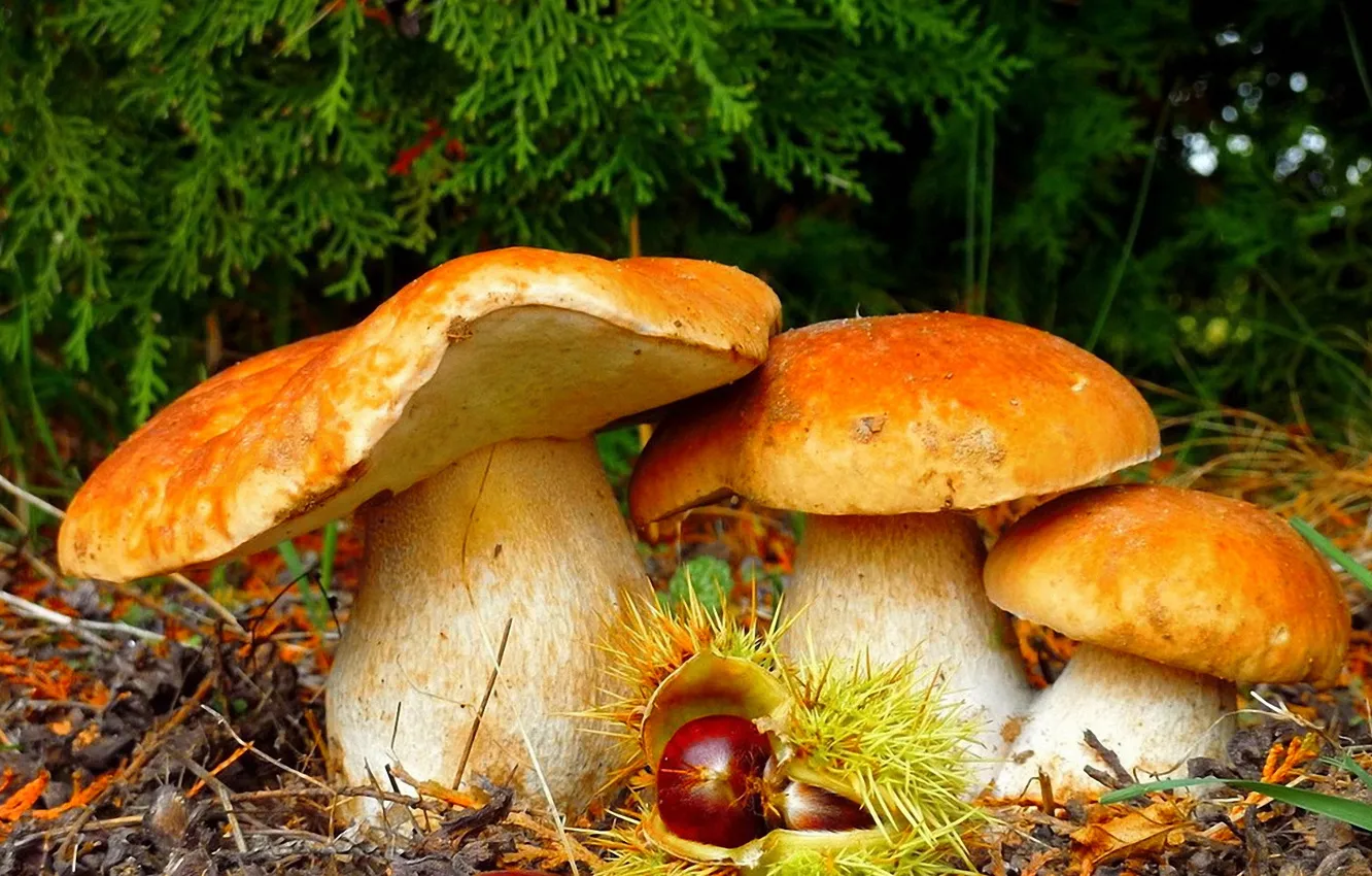 Photo wallpaper mushrooms, beauty, Forest