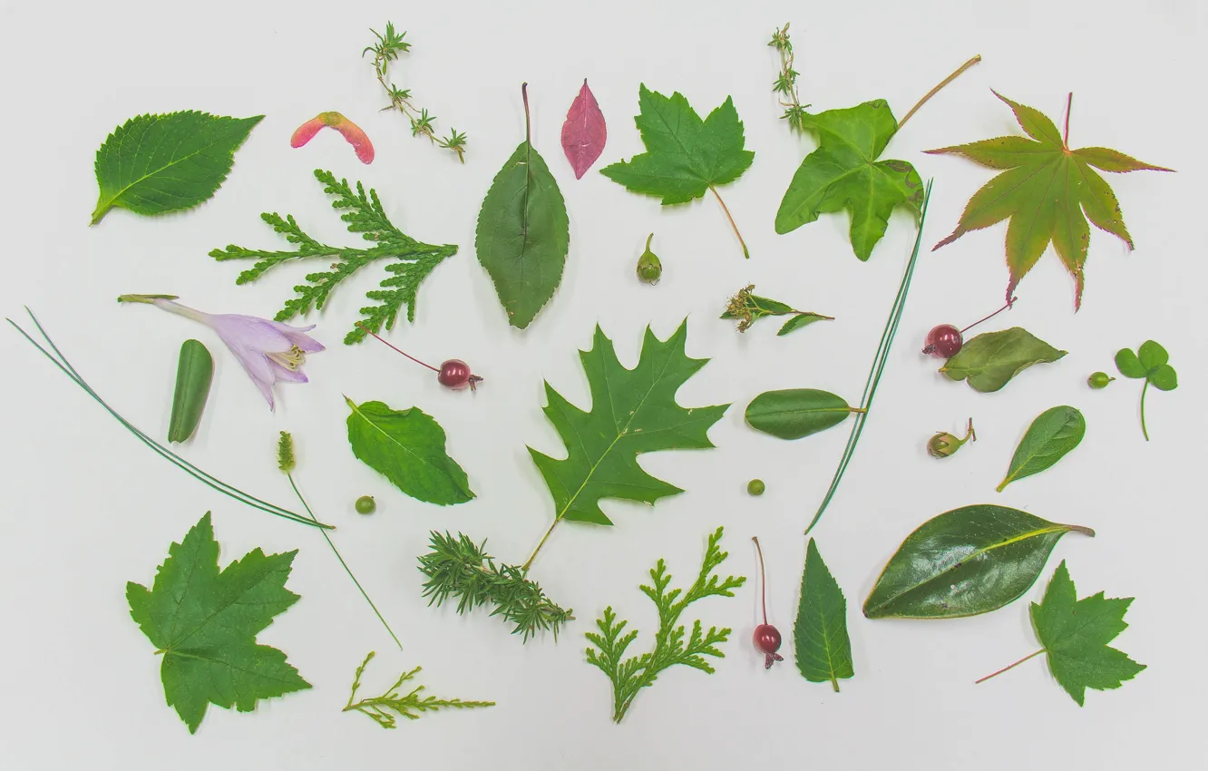 Photo wallpaper leaves, texture, herbarium