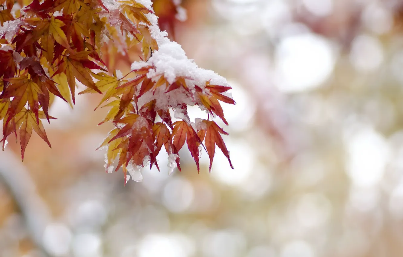 Photo wallpaper autumn, leaves, snow
