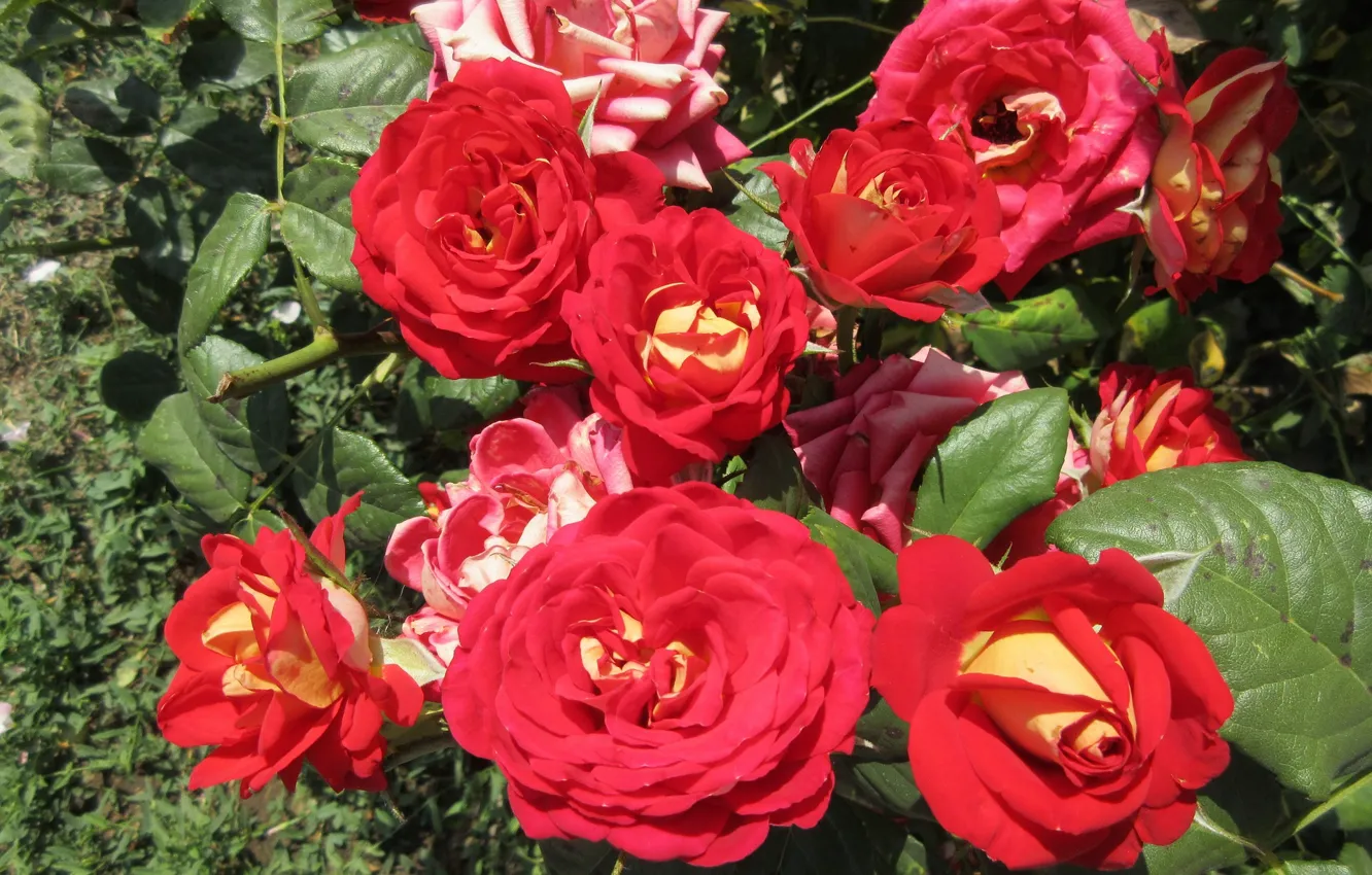 Photo wallpaper red, roses, Sunny, Meduzanol ©, Summer 2018