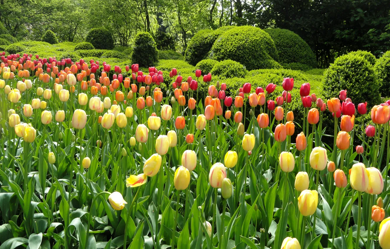 Photo wallpaper greens, trees, flowers, Park, garden, tulips, colorful, beds