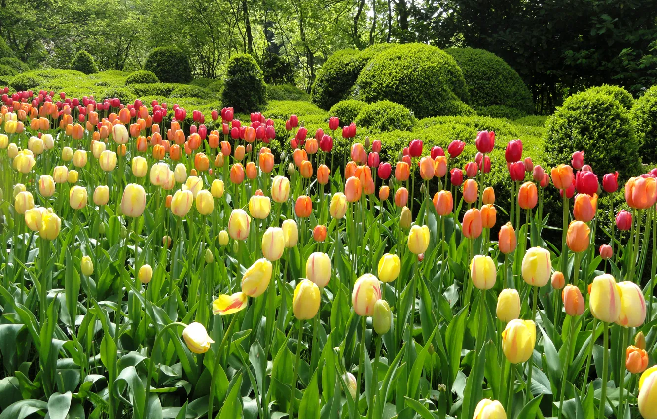 Photo wallpaper greens, trees, flowers, Park, garden, tulips, flowerbed, colorful