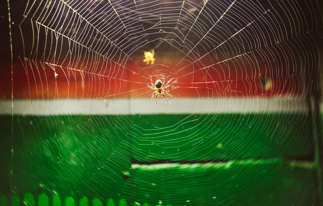 Photo wallpaper nature, web, spider