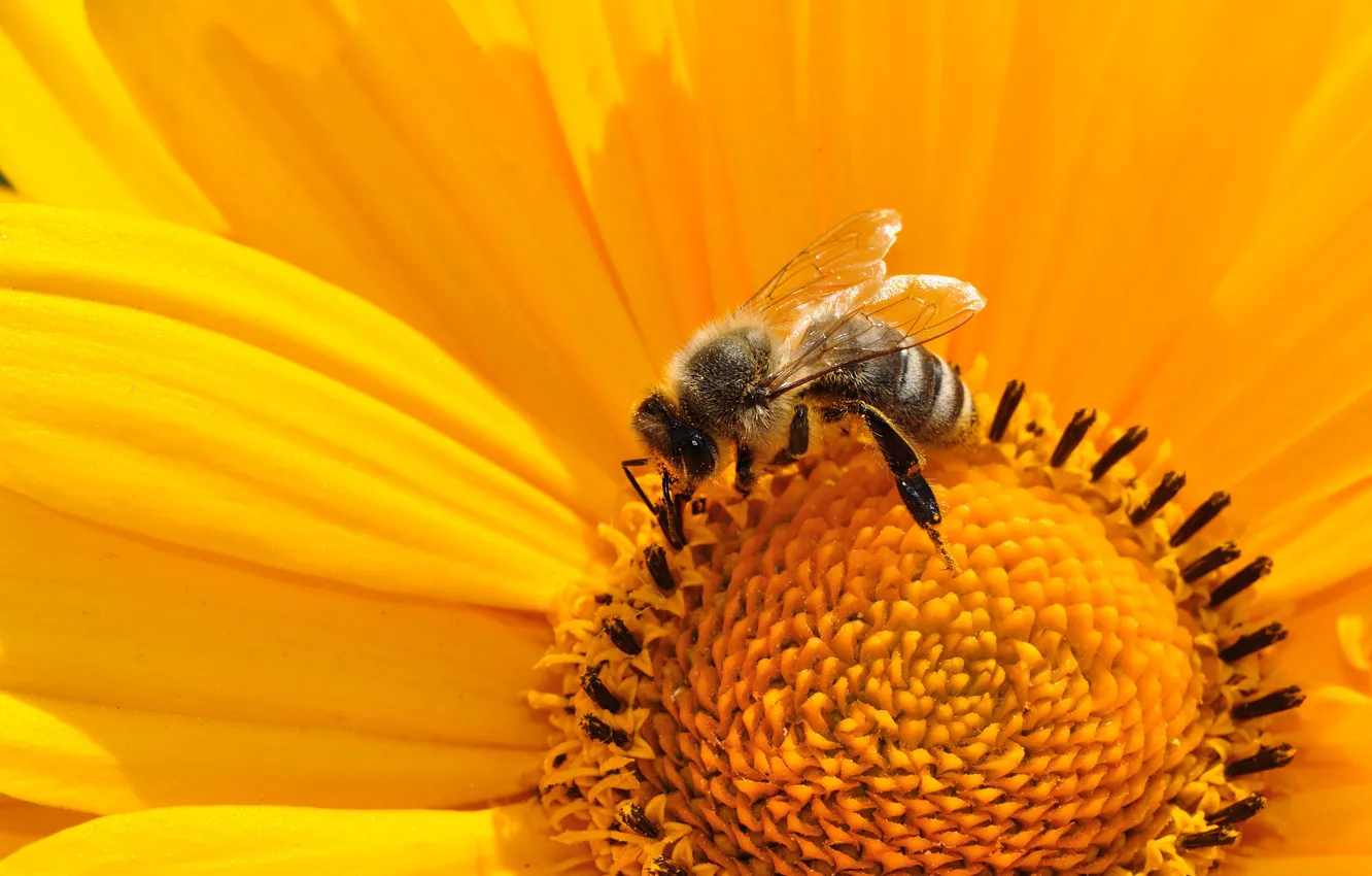 Photo wallpaper macro, flowers, yellow, bee, petals, insect