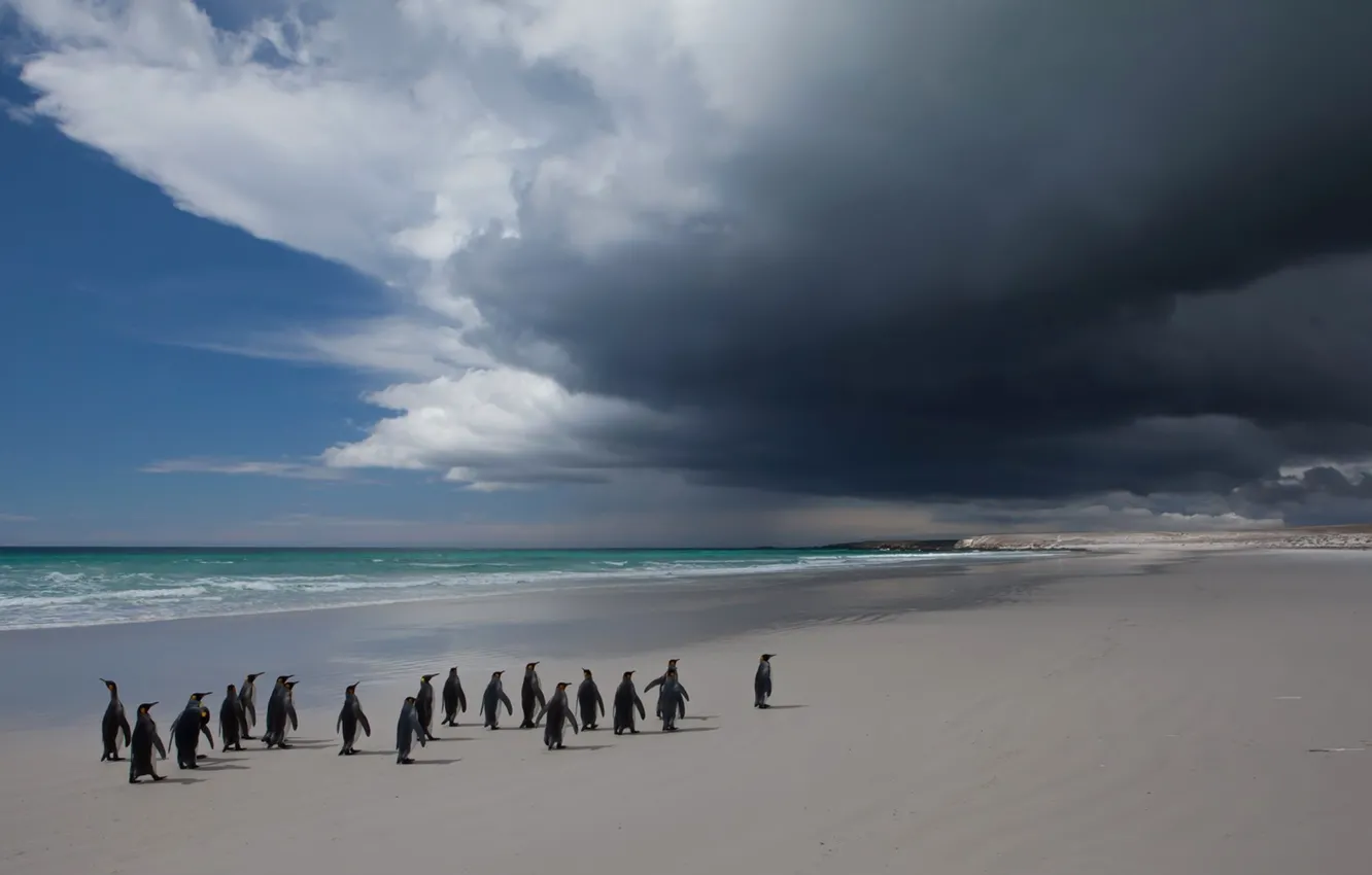 Photo wallpaper sea, the sky, clouds, landscape, bird, penguins