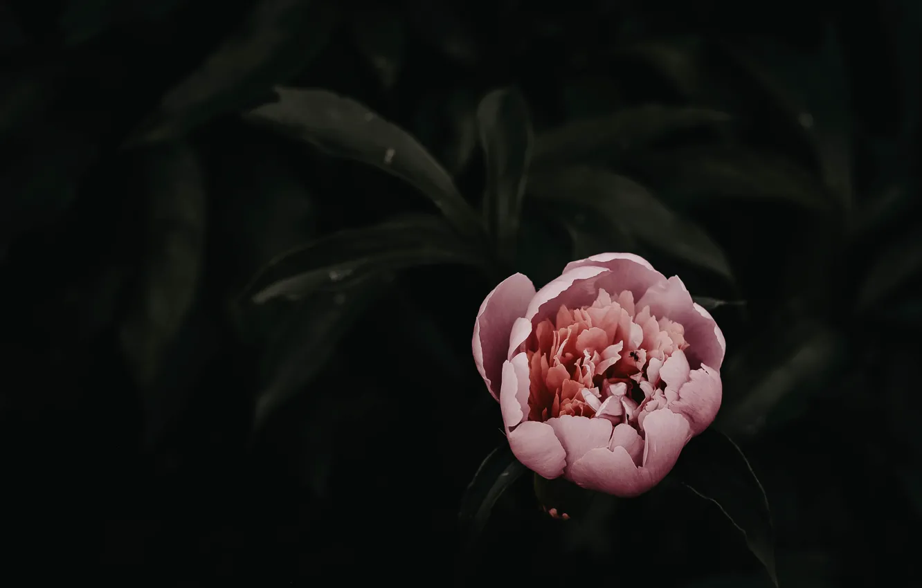 Photo wallpaper flower, pink, beautiful, peonies