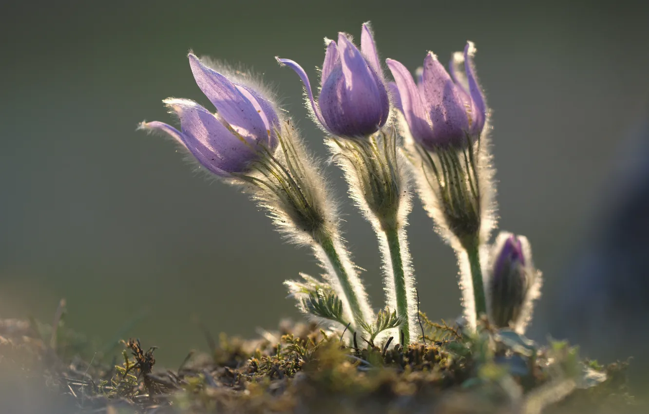 Photo wallpaper macro, background, spring, trio, sleep-grass, cross