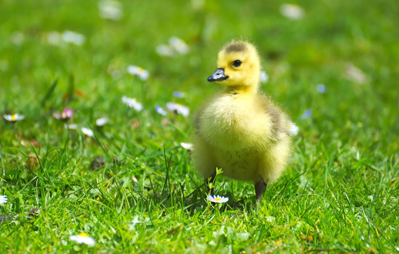 Photo wallpaper greens, field, summer, grass, flowers, yellow, bird, chamomile