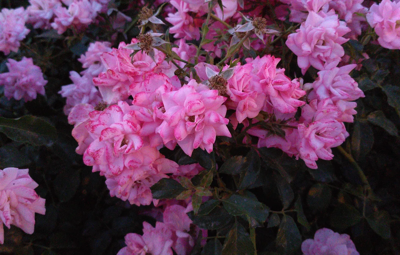 Photo wallpaper flowers, pink, evening flowers