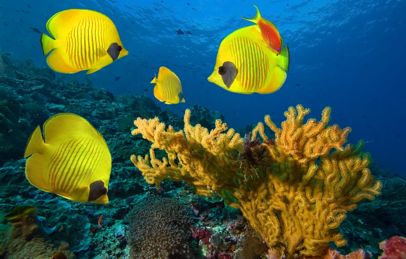 Photo wallpaper sea, fish, under water, underwater, fish, coral colony, sea​​, a coral colony