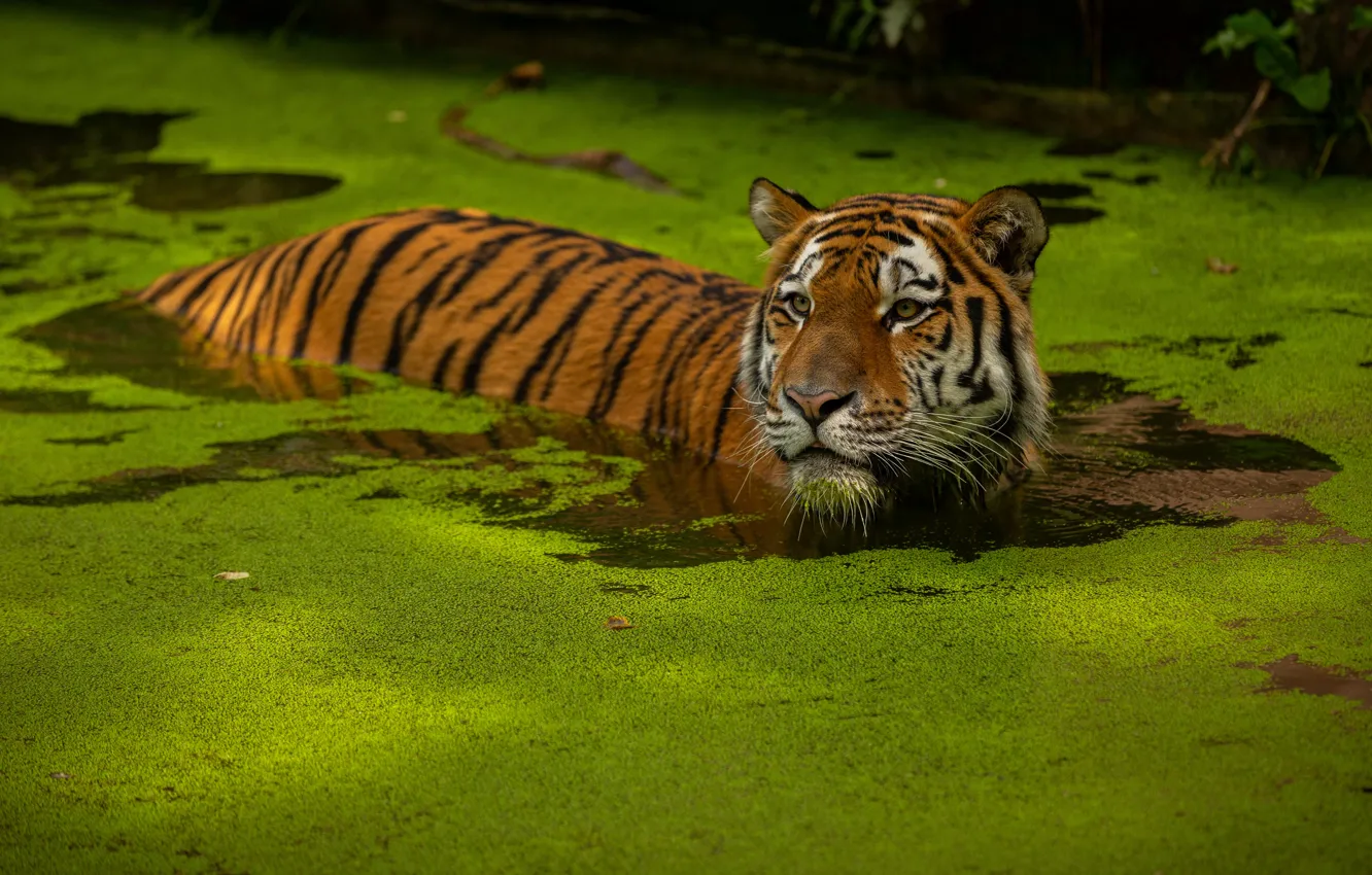 Photo wallpaper greens, look, face, water, tiger, bathing, pond, swimming
