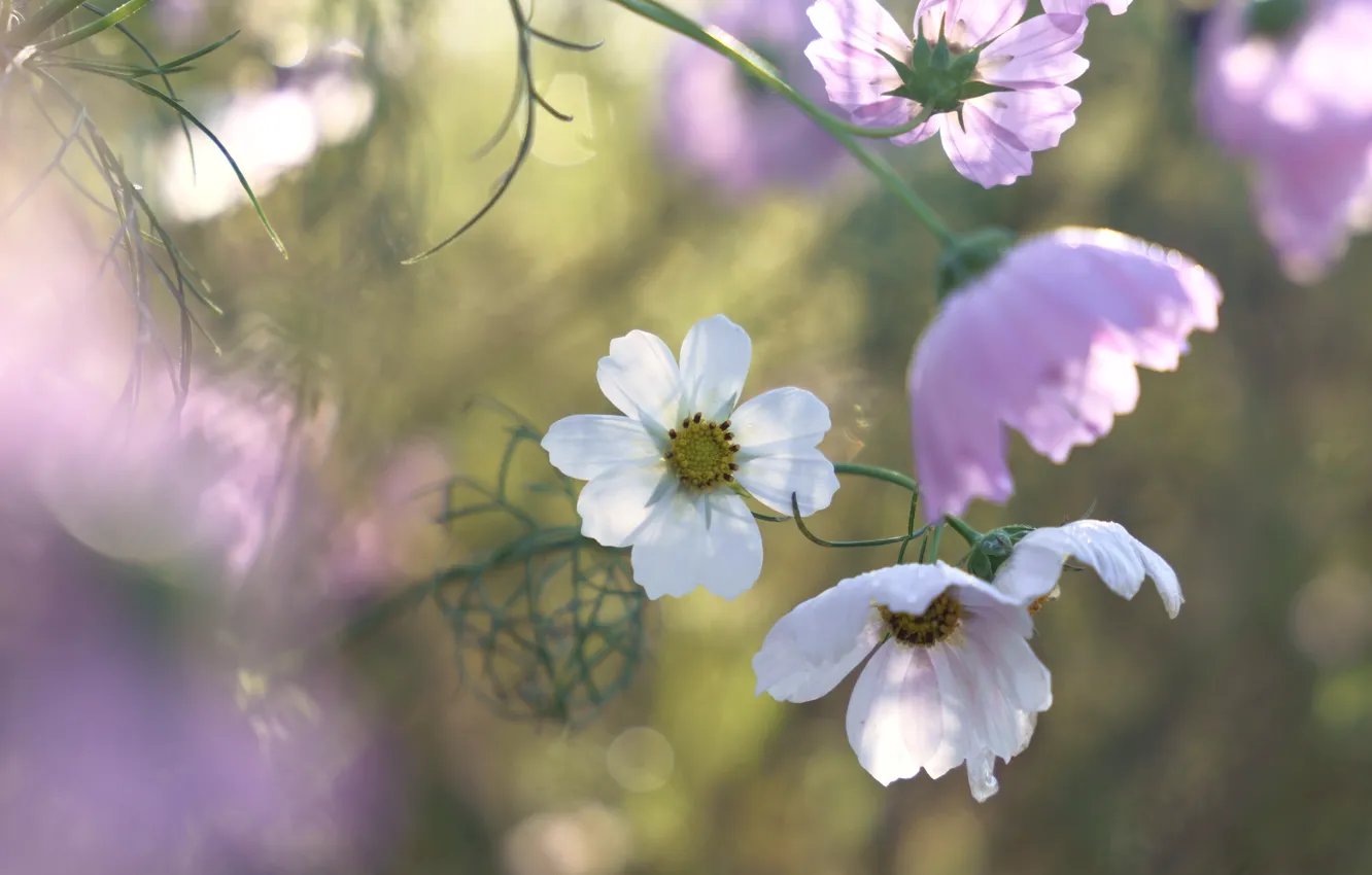 Photo wallpaper light, flowers, garden, pink, white, bokeh, cosmos
