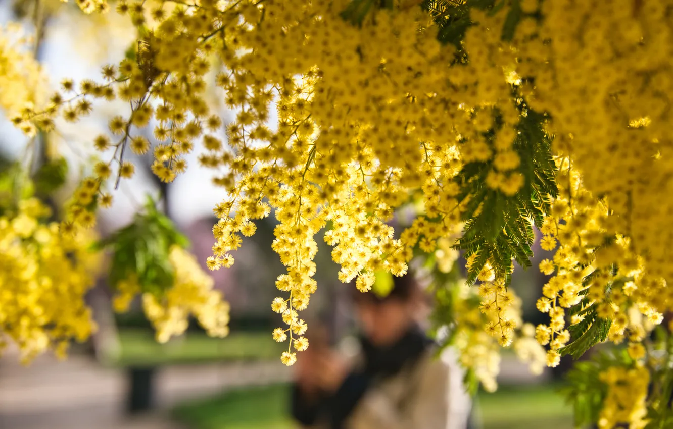 Photo wallpaper flowers, branches, yellow, spring, Mimosa