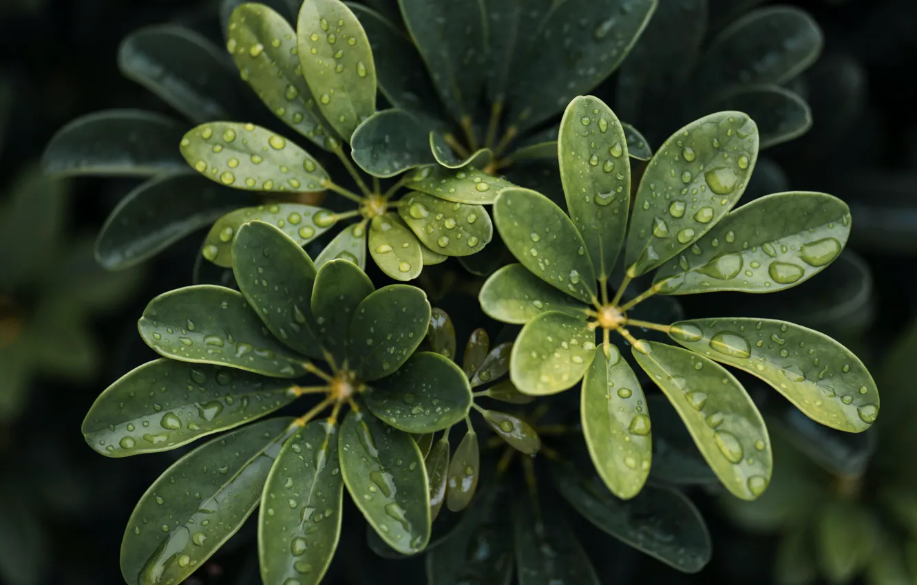 Photo wallpaper wet, close-up, water, leaves, macro, blur, drops, plant