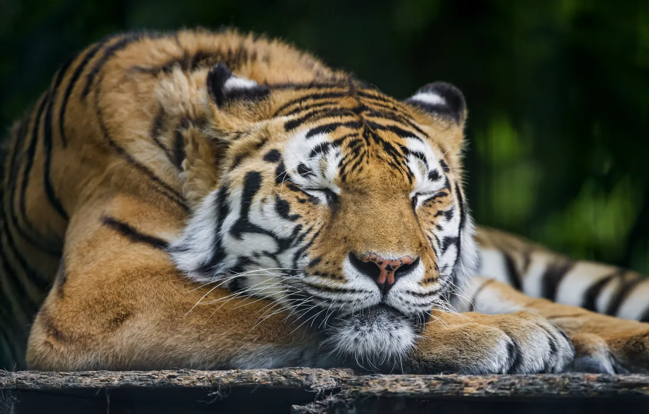 Photo wallpaper cat, sleep, sleeping, the Amur tiger, ©Tambako The Jaguar