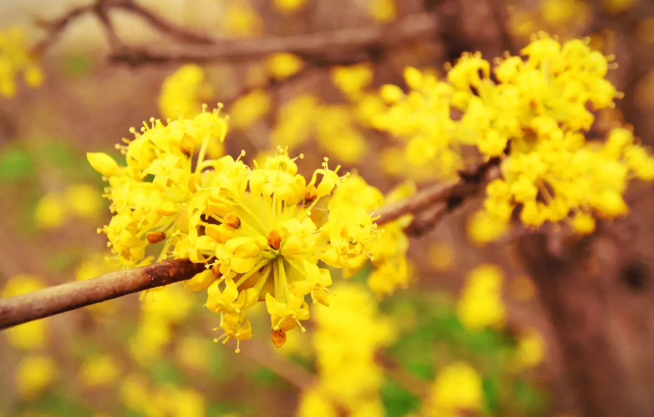 Photo wallpaper trees, flowers, yellow, spring, flowering