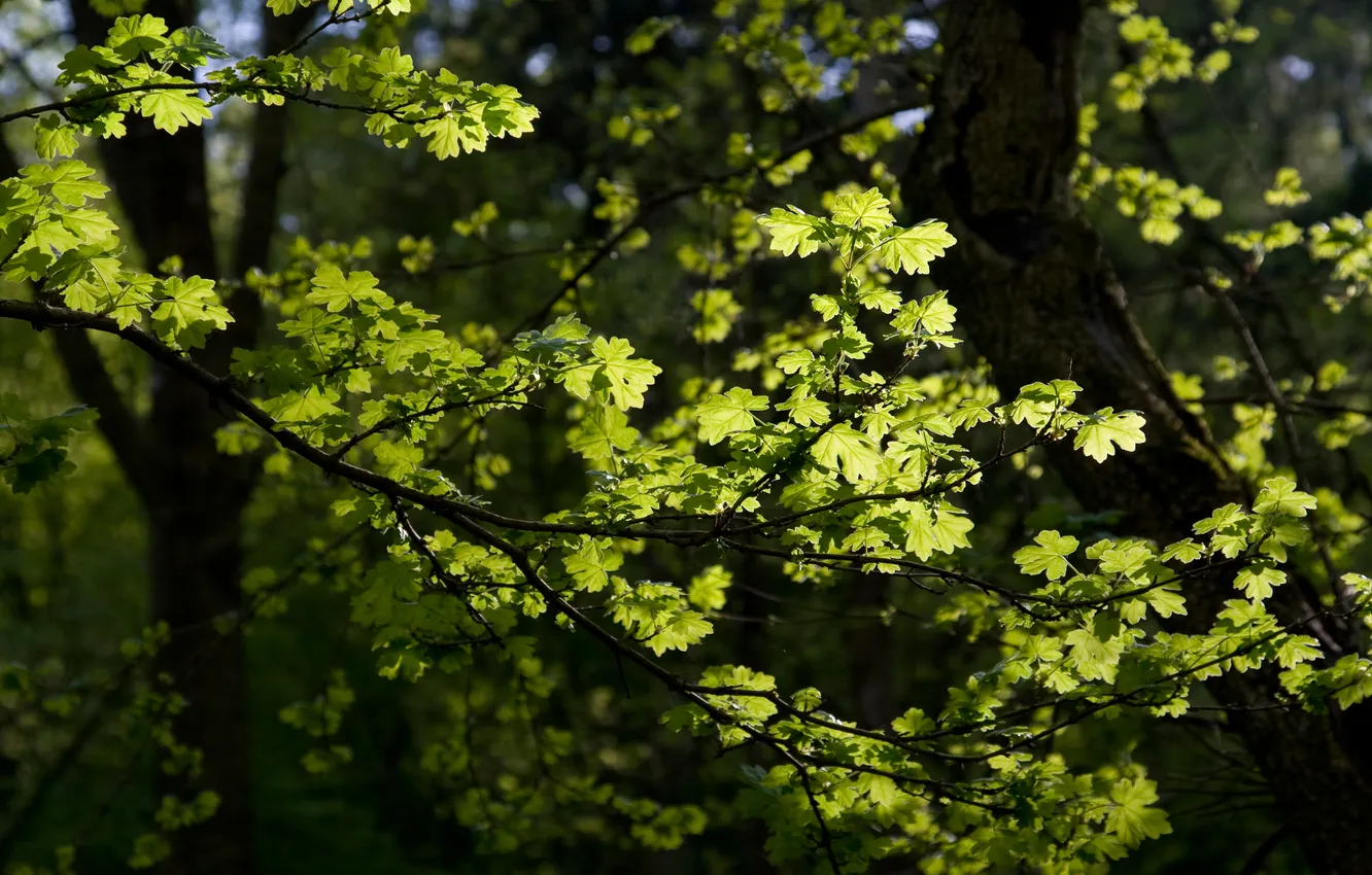 Photo wallpaper greens, summer, leaves, macro, trees, branches, foliage