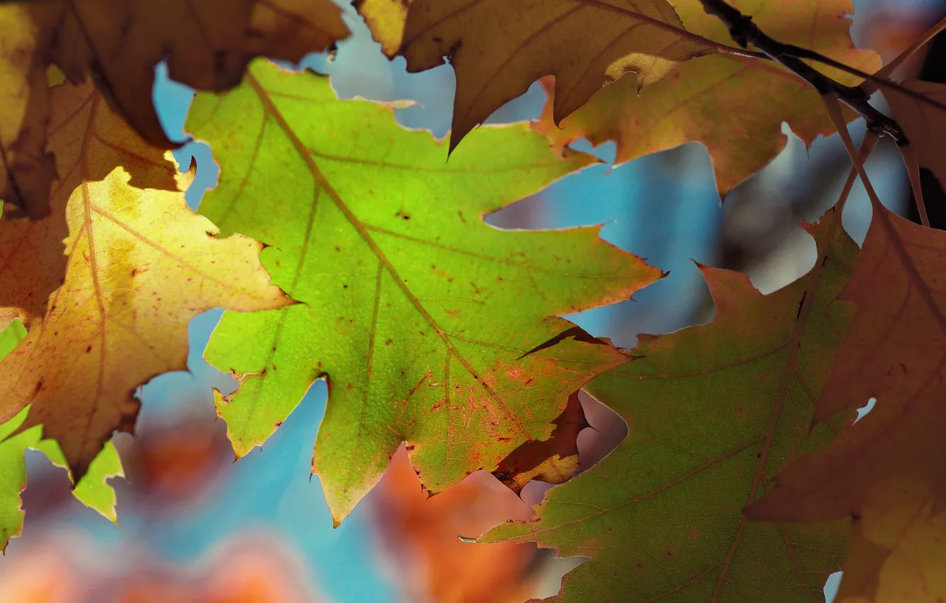 Photo wallpaper autumn, macro, foliage, catasta