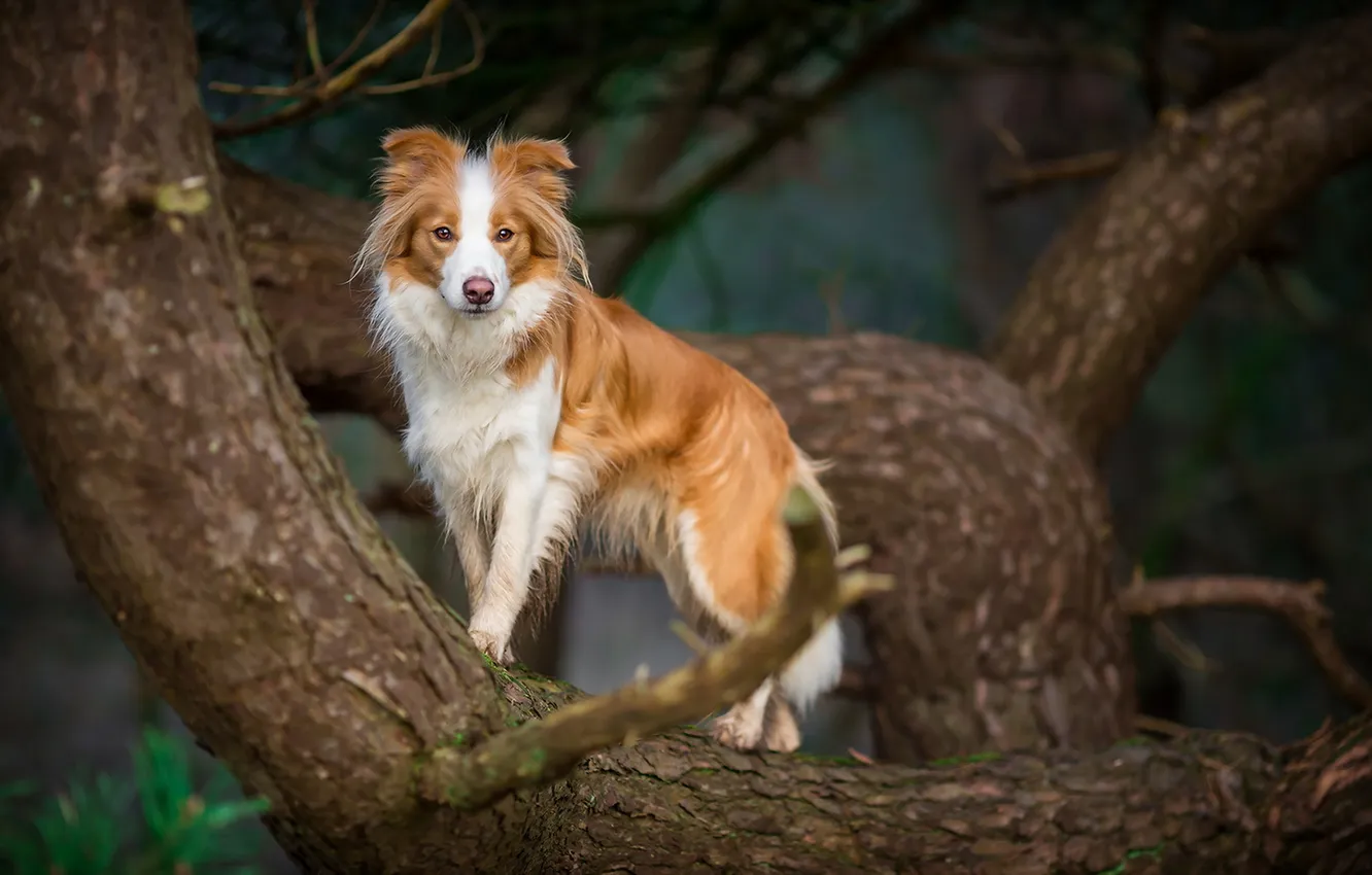 Photo wallpaper look, each, dog