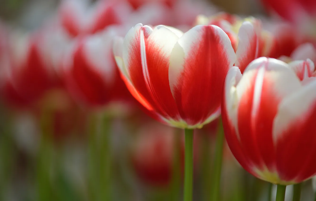 Photo wallpaper macro, flowers, petals, blur, tulips, white-red