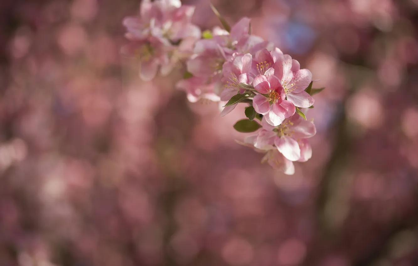 Photo wallpaper flowers, branches, glare, background, spring, pink, flowering