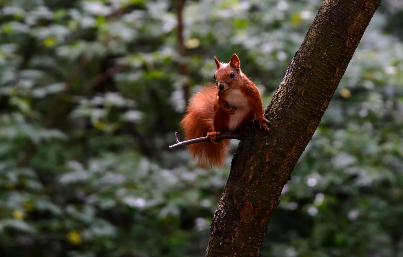 Photo wallpaper summer, look, trees, branches, nature, background, foliage, protein