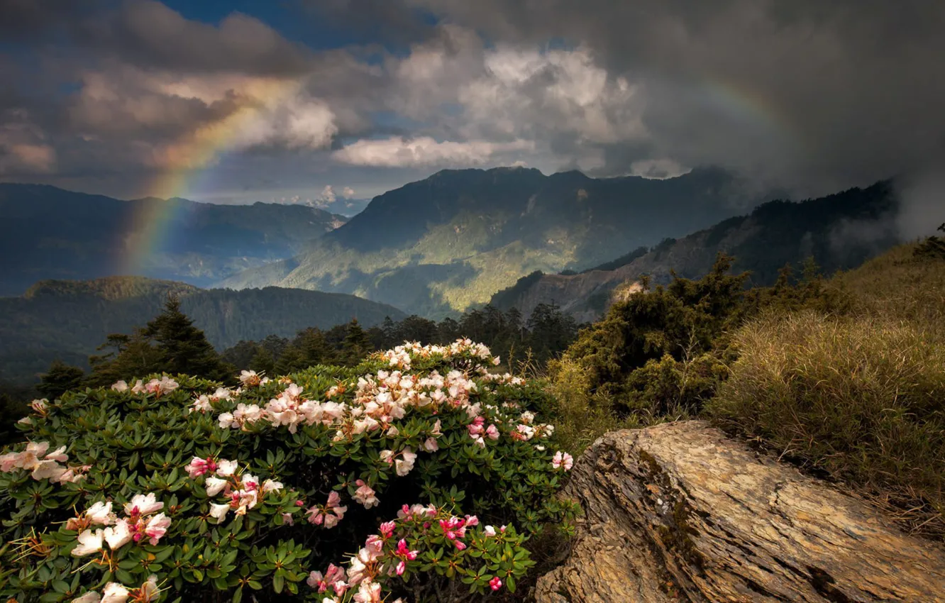 Photo wallpaper flowers, mountains, rainbow
