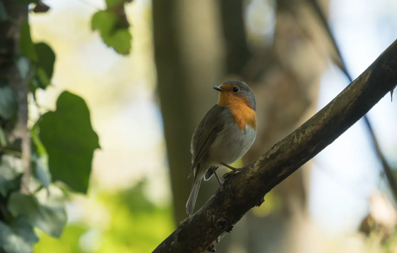 Photo wallpaper trees, branches, nature, bird, bokeh, Robin, Robins, European Robin