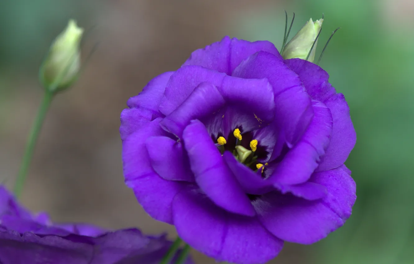 Photo wallpaper macro, petals, buds, eustoma