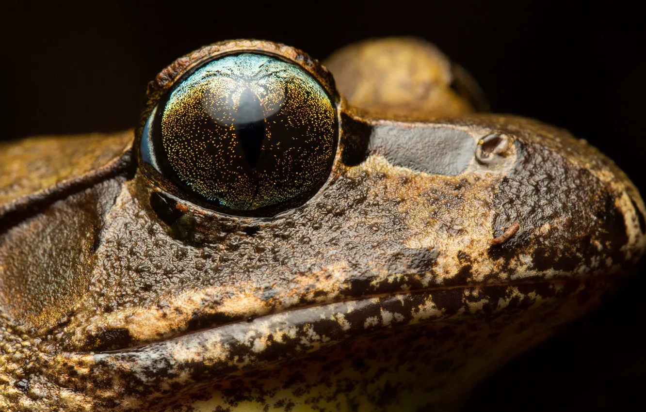 Photo wallpaper macro, background, Mixophyes fleayi, Fleay's barred frog