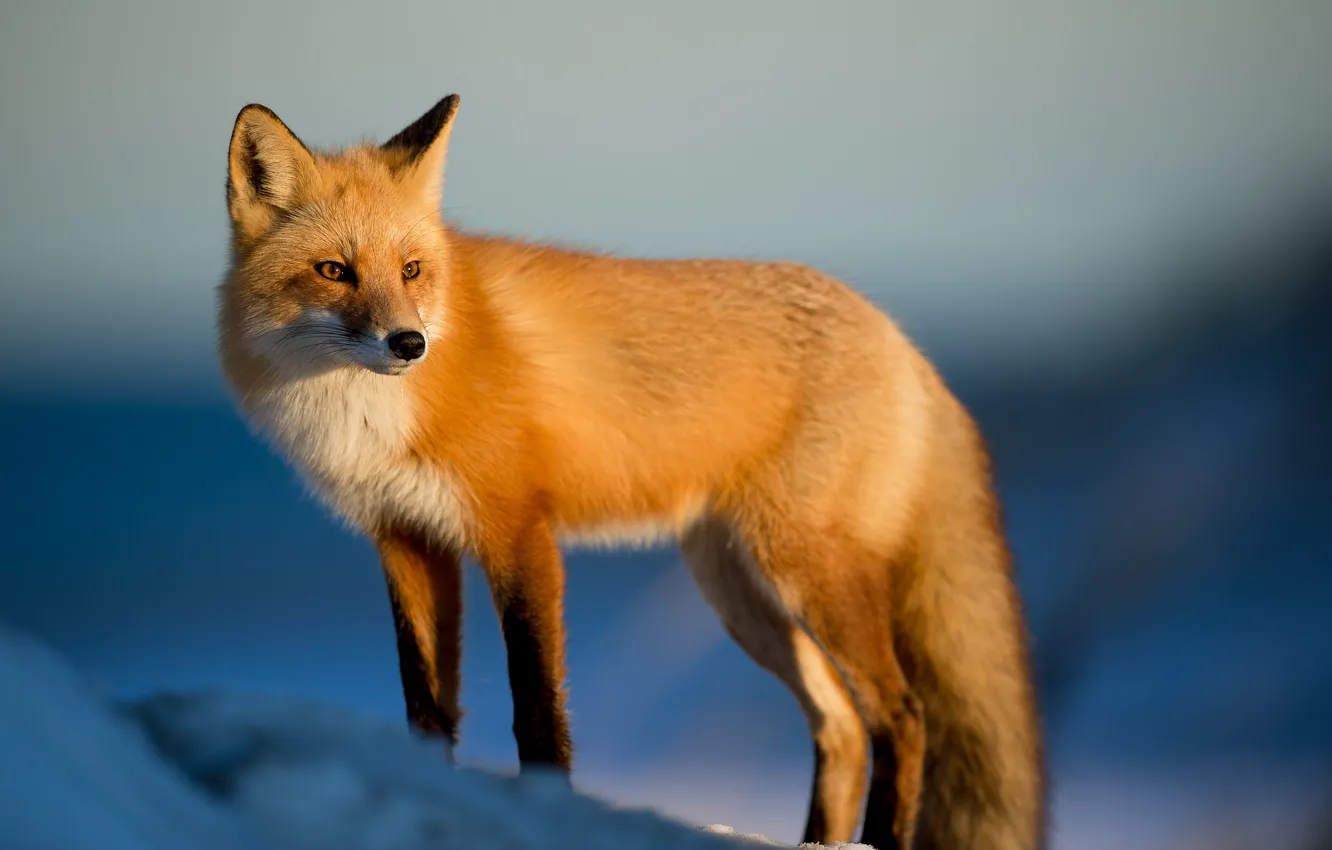 Photo wallpaper fox, winter, snow, sunlight, wildlife