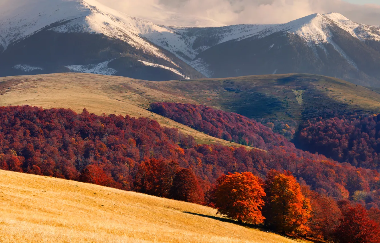 Photo wallpaper mountains, field, Ukraine, forest, Carpathians