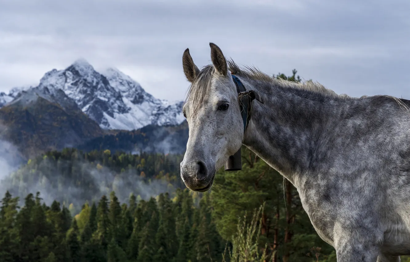 Photo wallpaper portrait, look, horse, grey, mountains, fog, face, ate