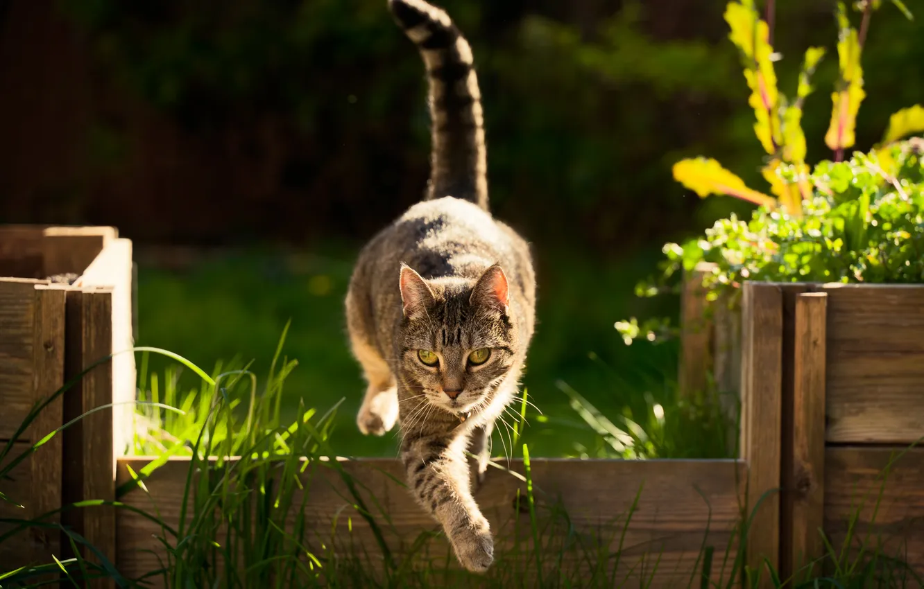 Photo wallpaper cat, summer, cat, look, leaves, light, nature, pose