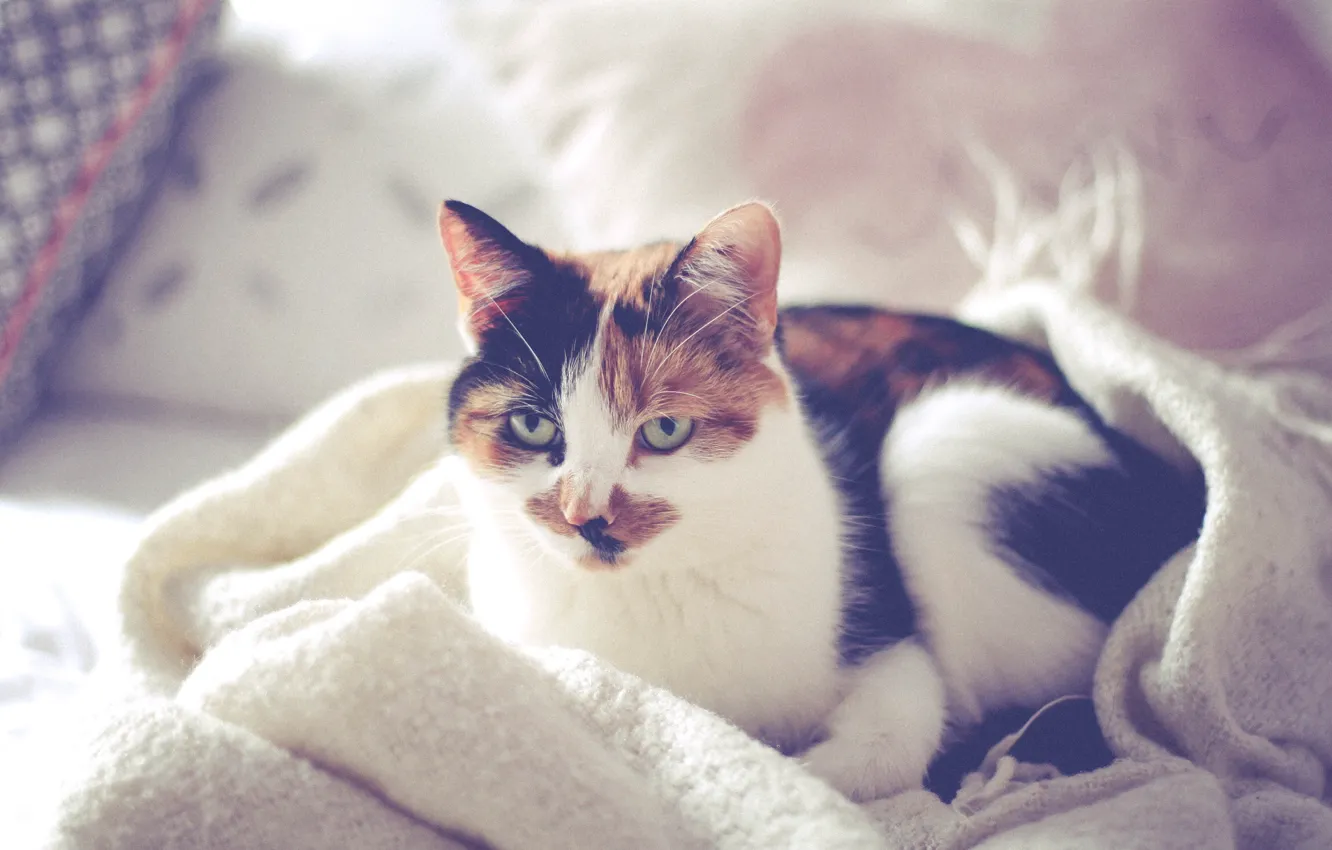 Photo wallpaper cat, bed, pillow, blanket