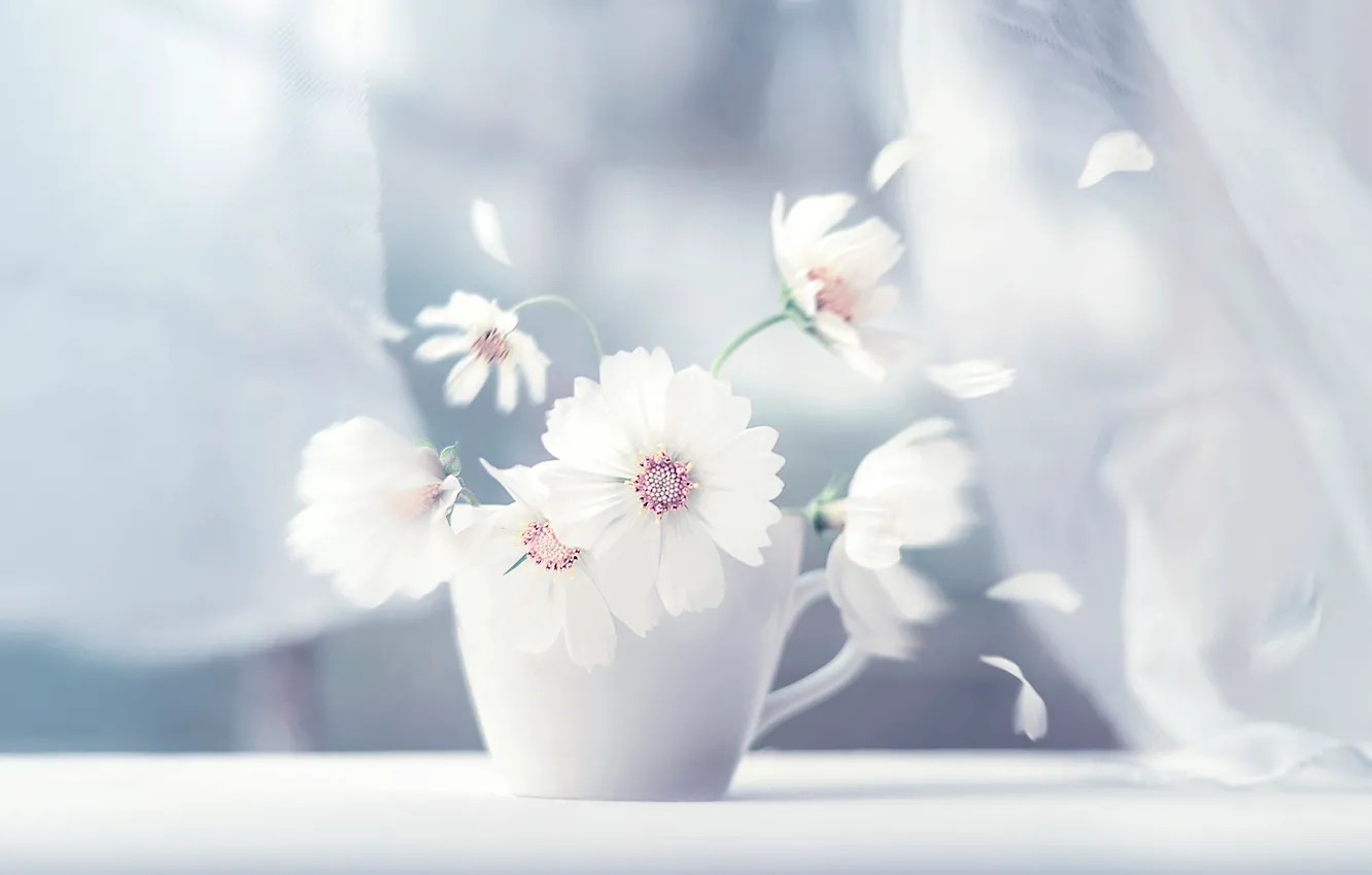 Photo wallpaper white, flower, petals, mug