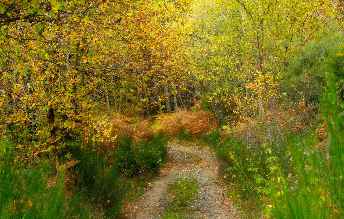 Photo wallpaper autumn, forest, grass, trees, track