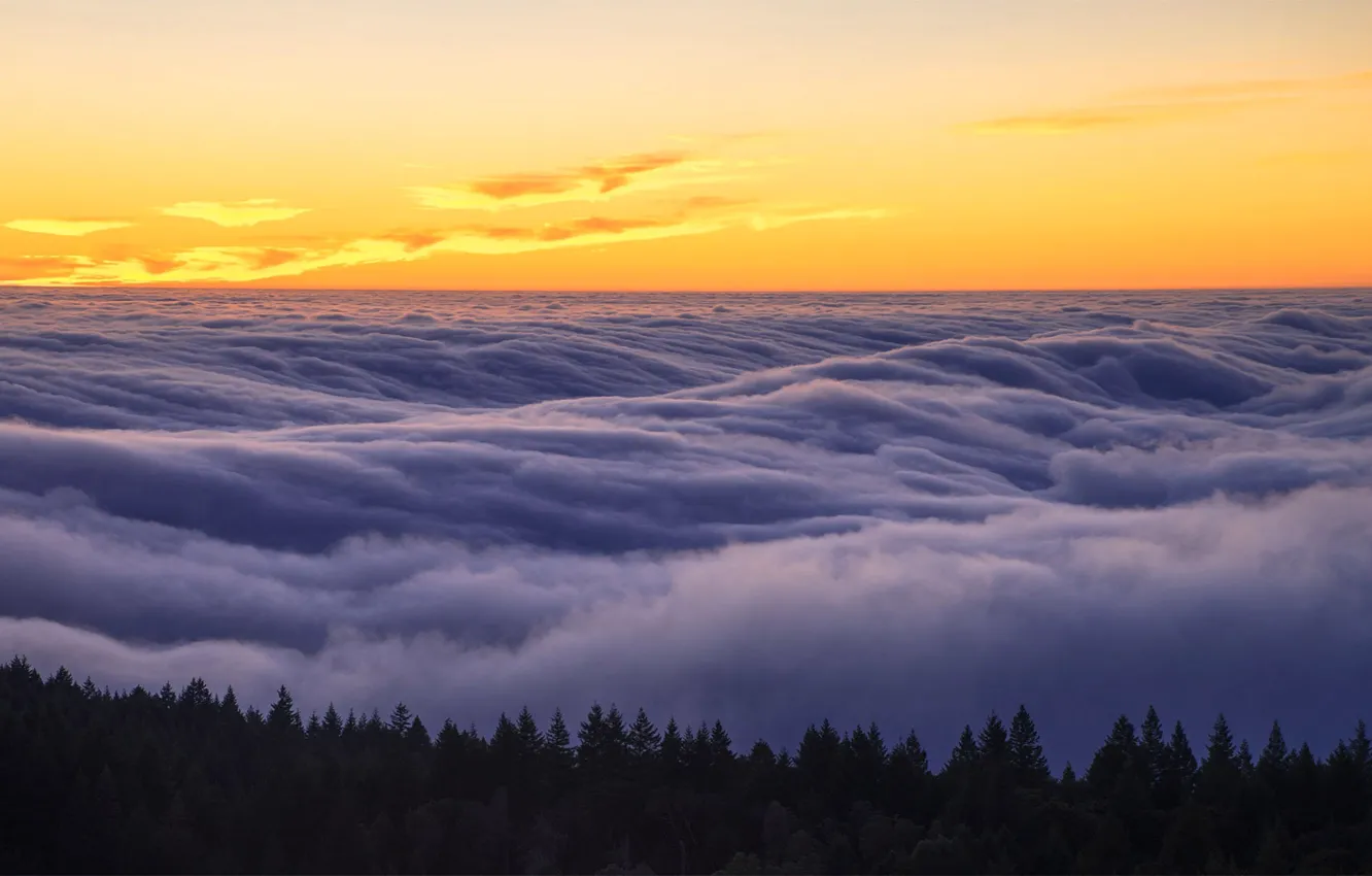 Photo wallpaper fog, CA, USA, Mount Tamalpais, State Park