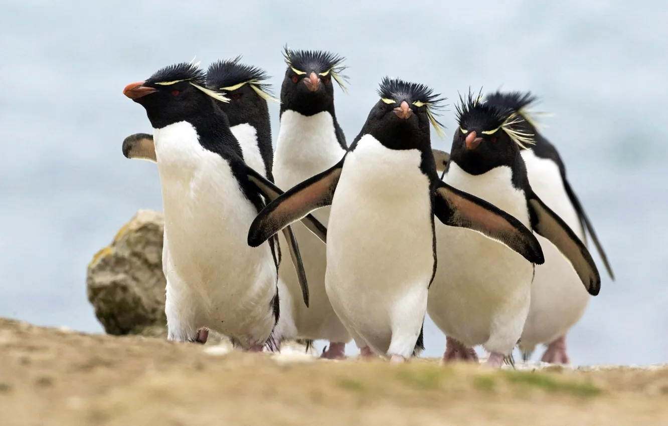 Photo wallpaper birds, penguins, Rocky penguins, The Penguins Of Rockhopper, crested penguins