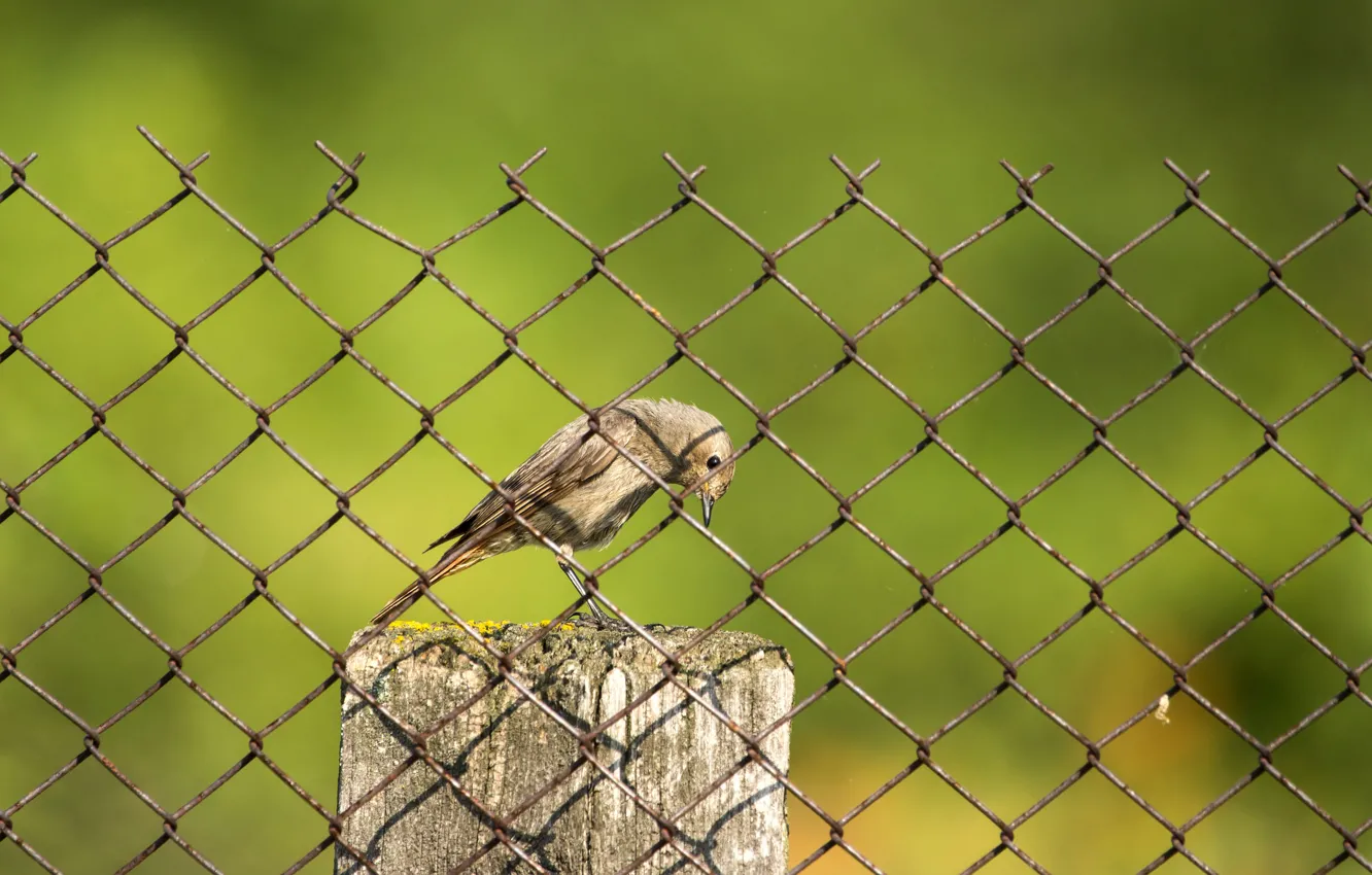 Photo wallpaper greens, summer, yellow, bird, the fence, blur, cell, netting