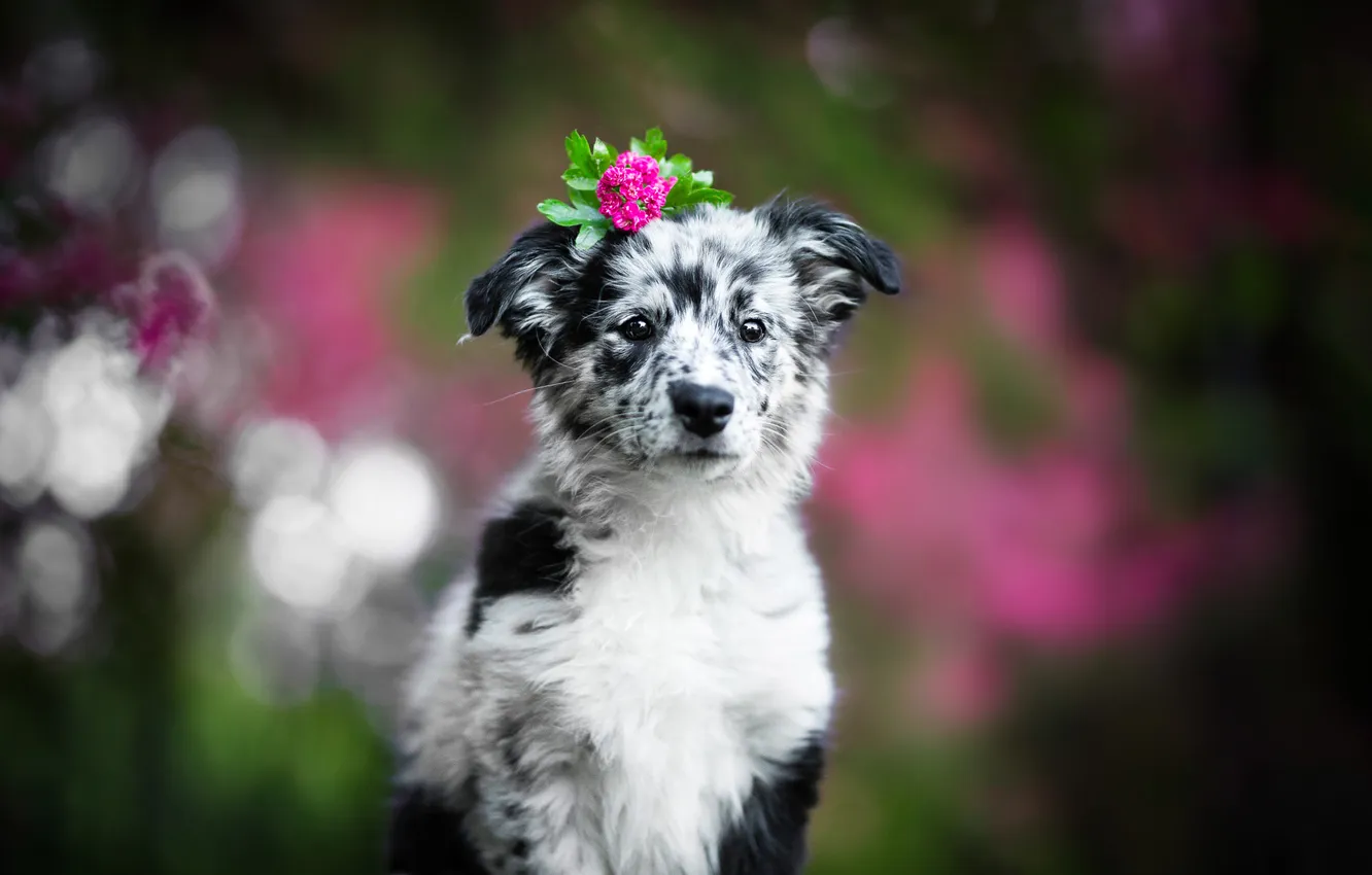 Photo wallpaper flowers, dog, puppy, Aussie