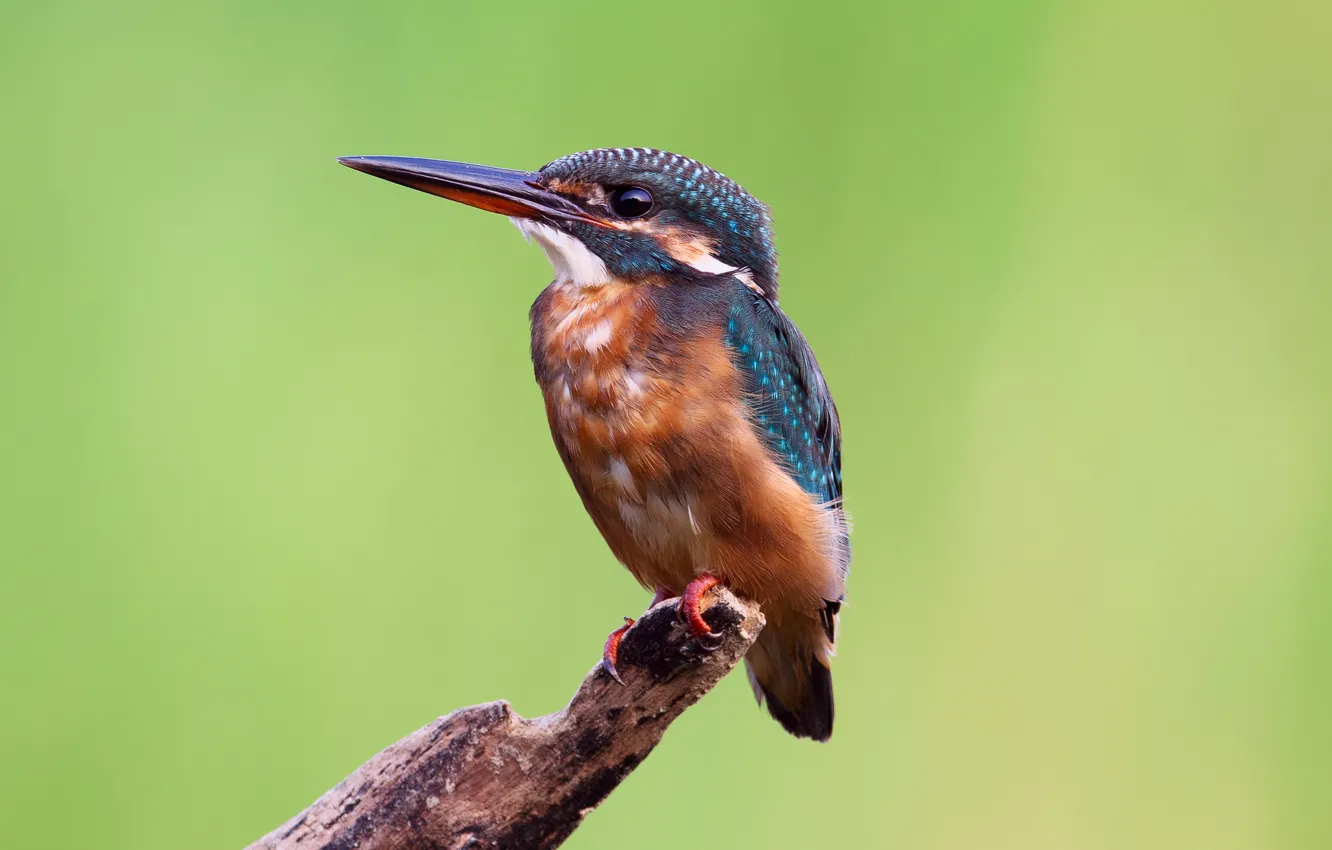 Photo wallpaper branches, background, Kingfisher, Kingfisher