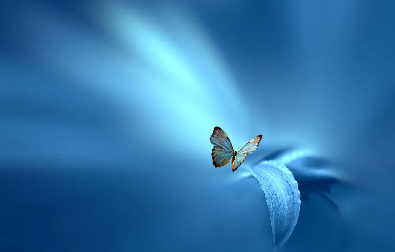 Photo wallpaper flower, sheet, style, background, blue, butterfly, Josep Sumalla