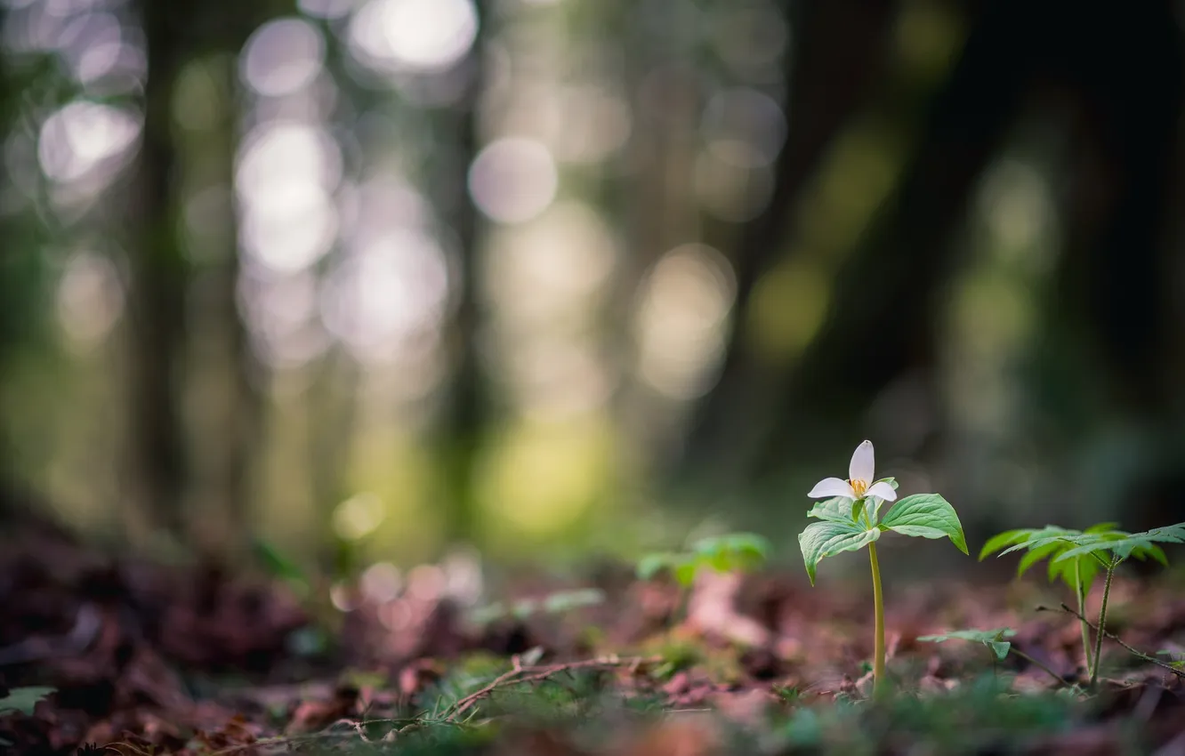 Photo wallpaper flowers, nature, background