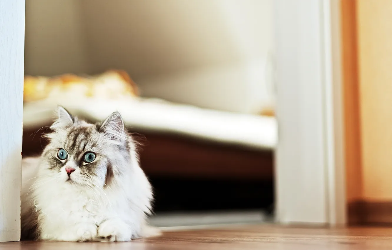 Photo wallpaper cat, background, home