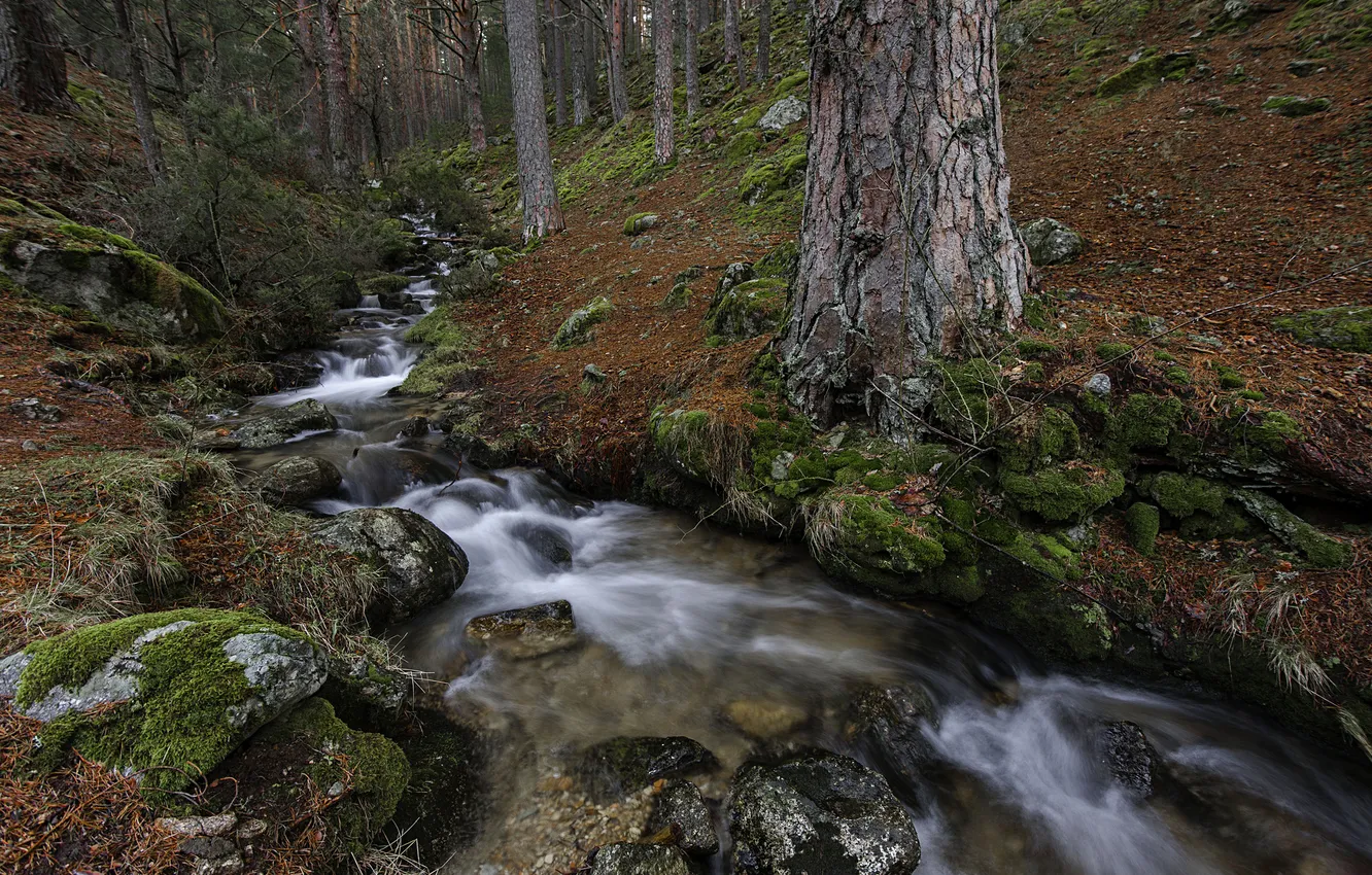 Photo wallpaper autumn, forest, stream, stones, moss